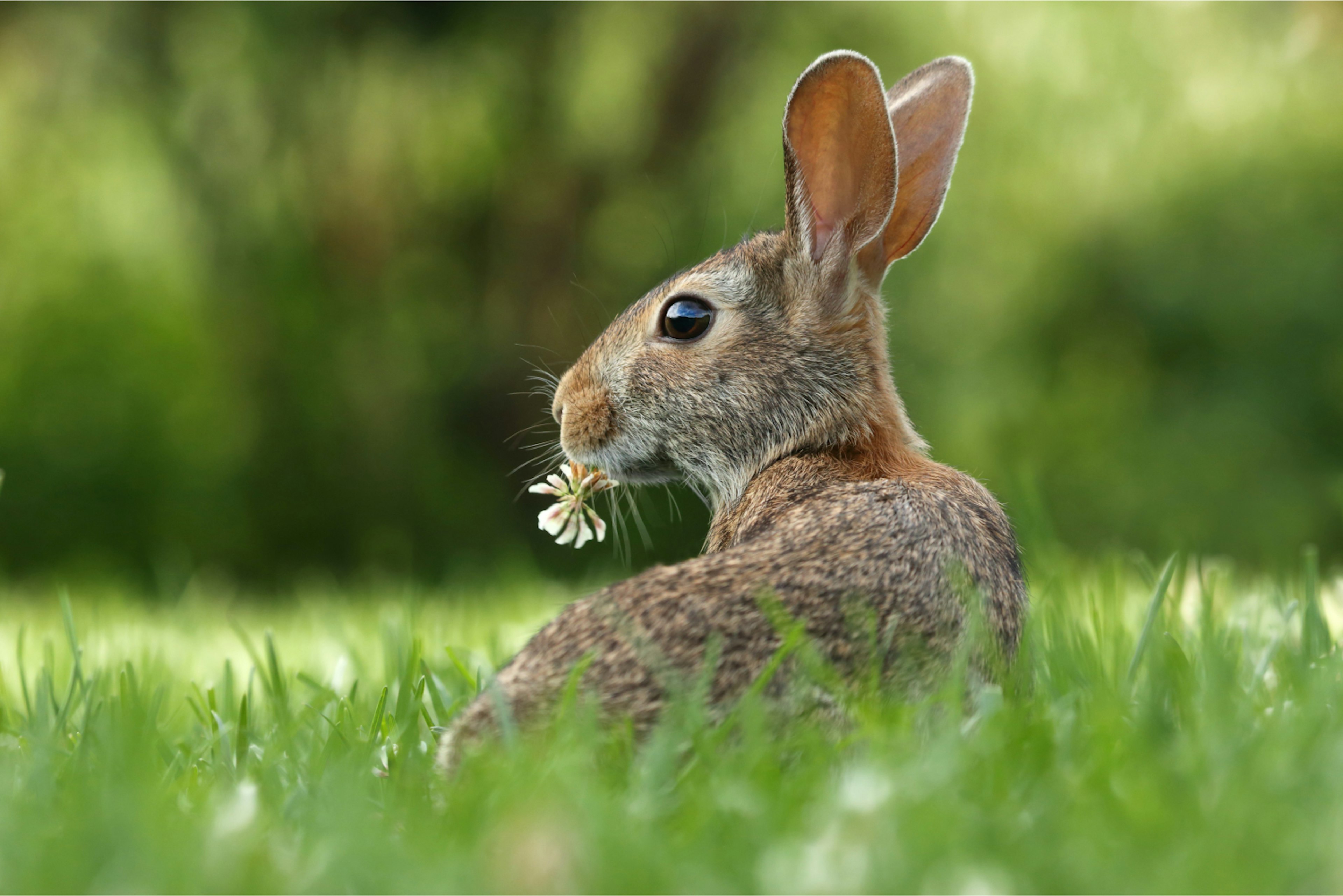 Bunny with flower in mouth.