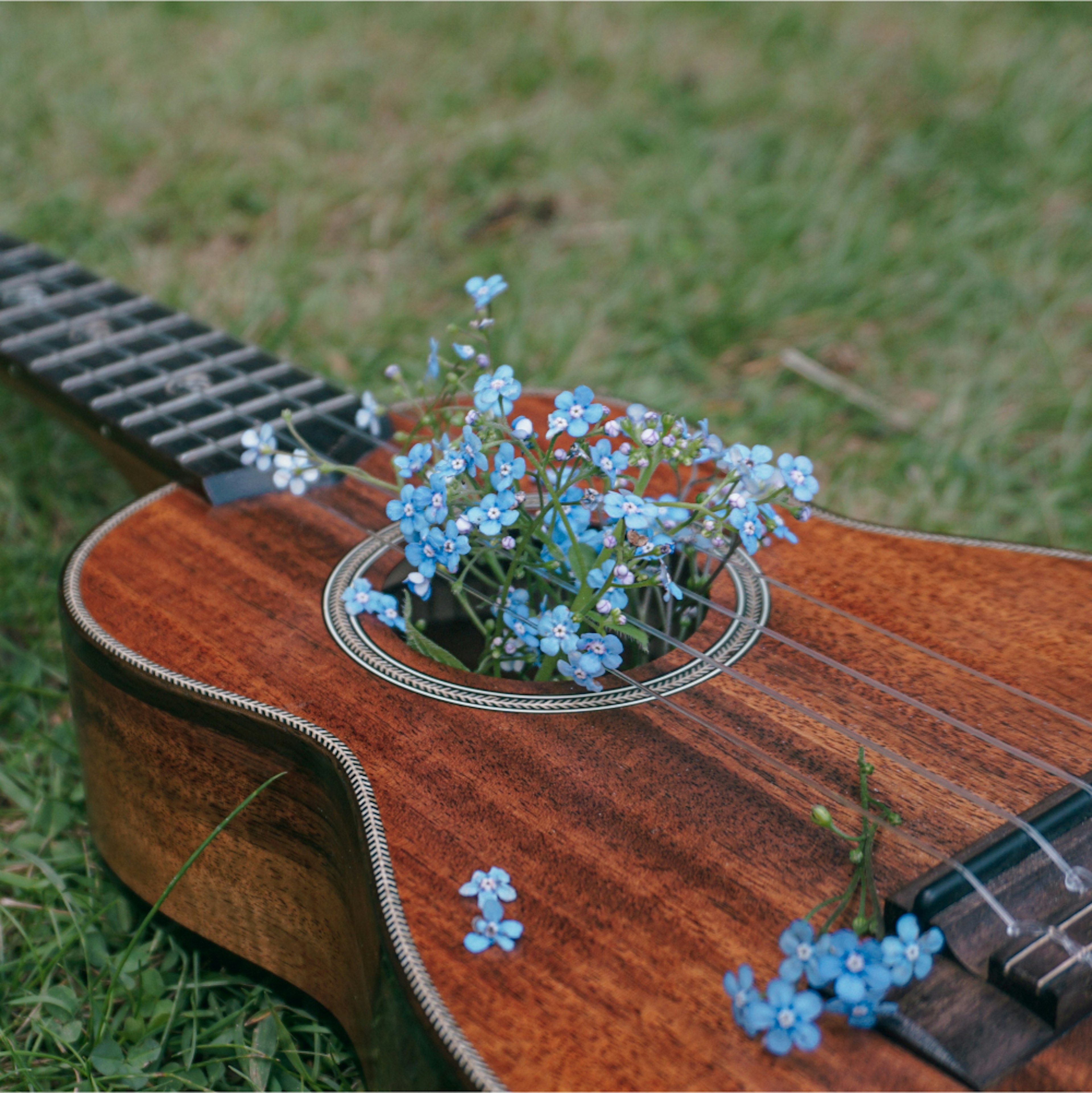 Guitar on grass with blue flowers.