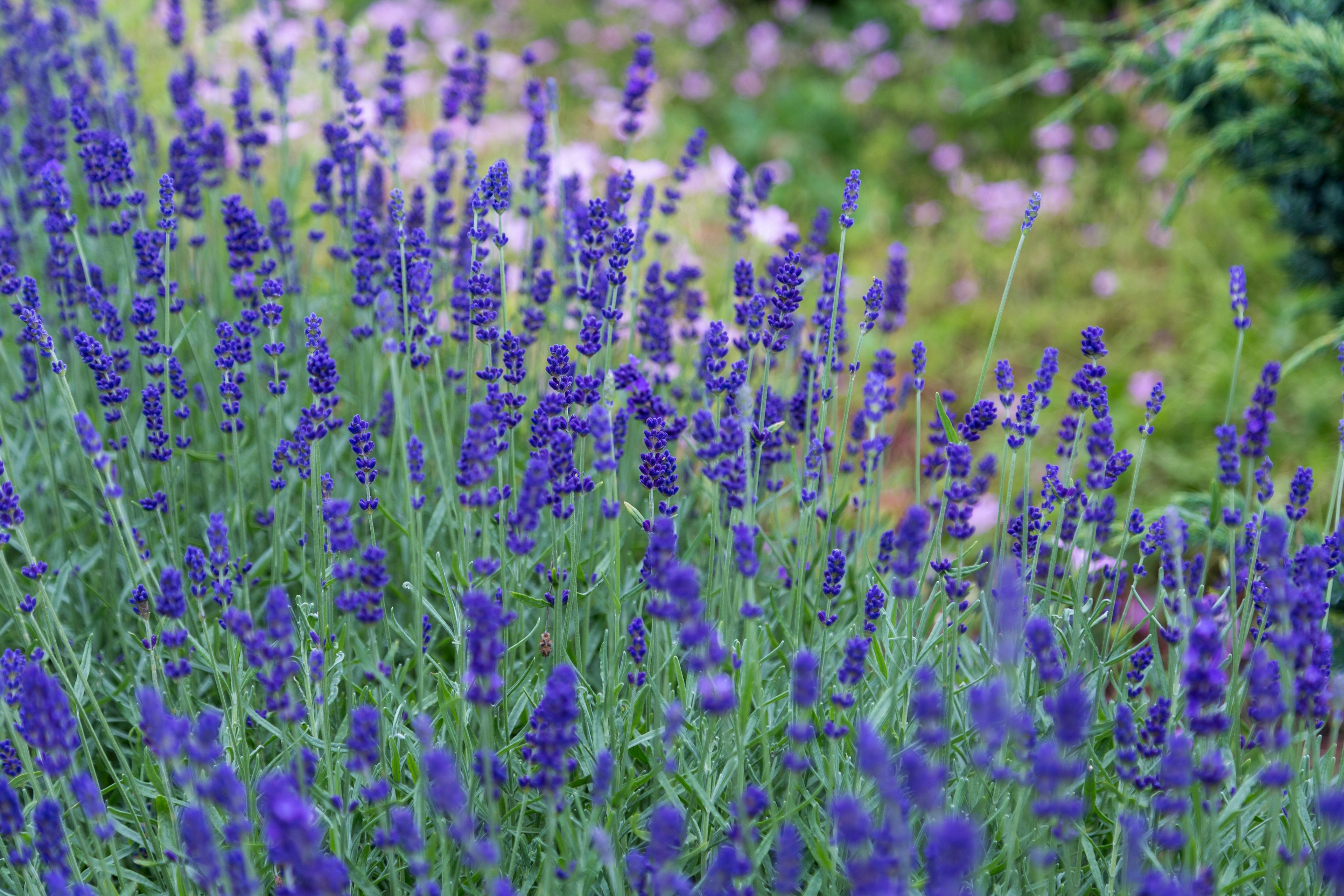 Purple flowers in a field.