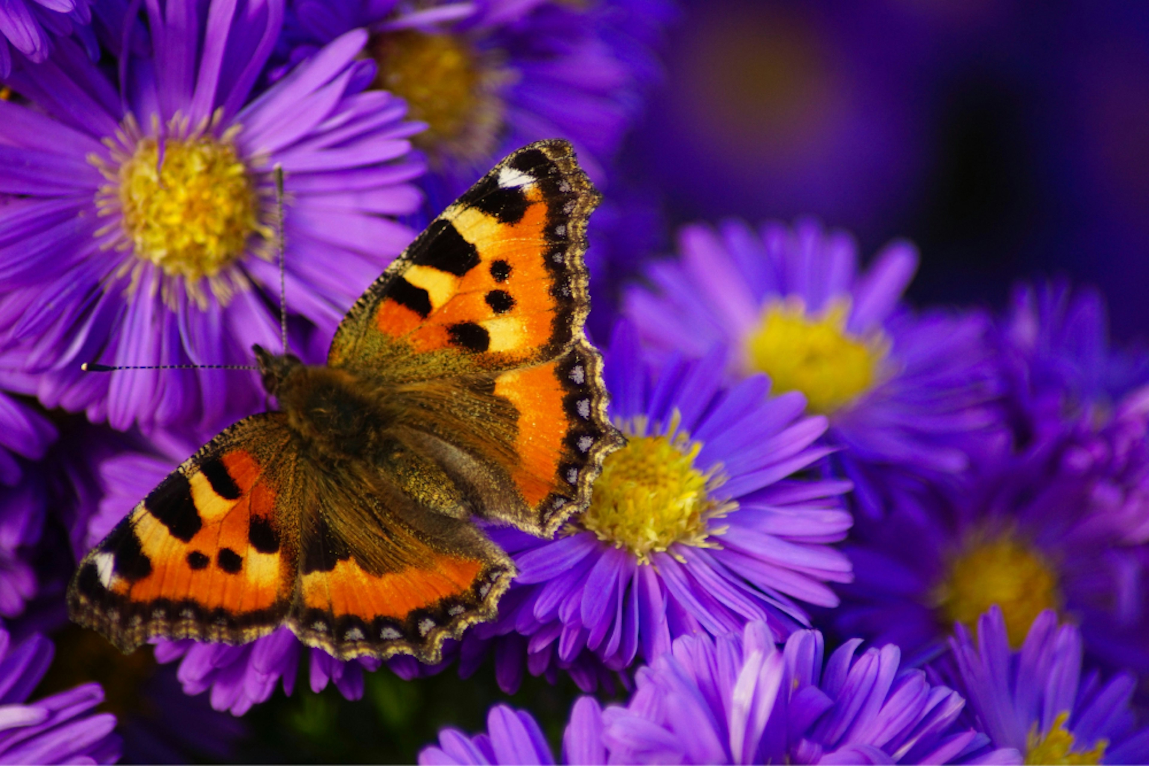 Purple flowers with orange butterfly.