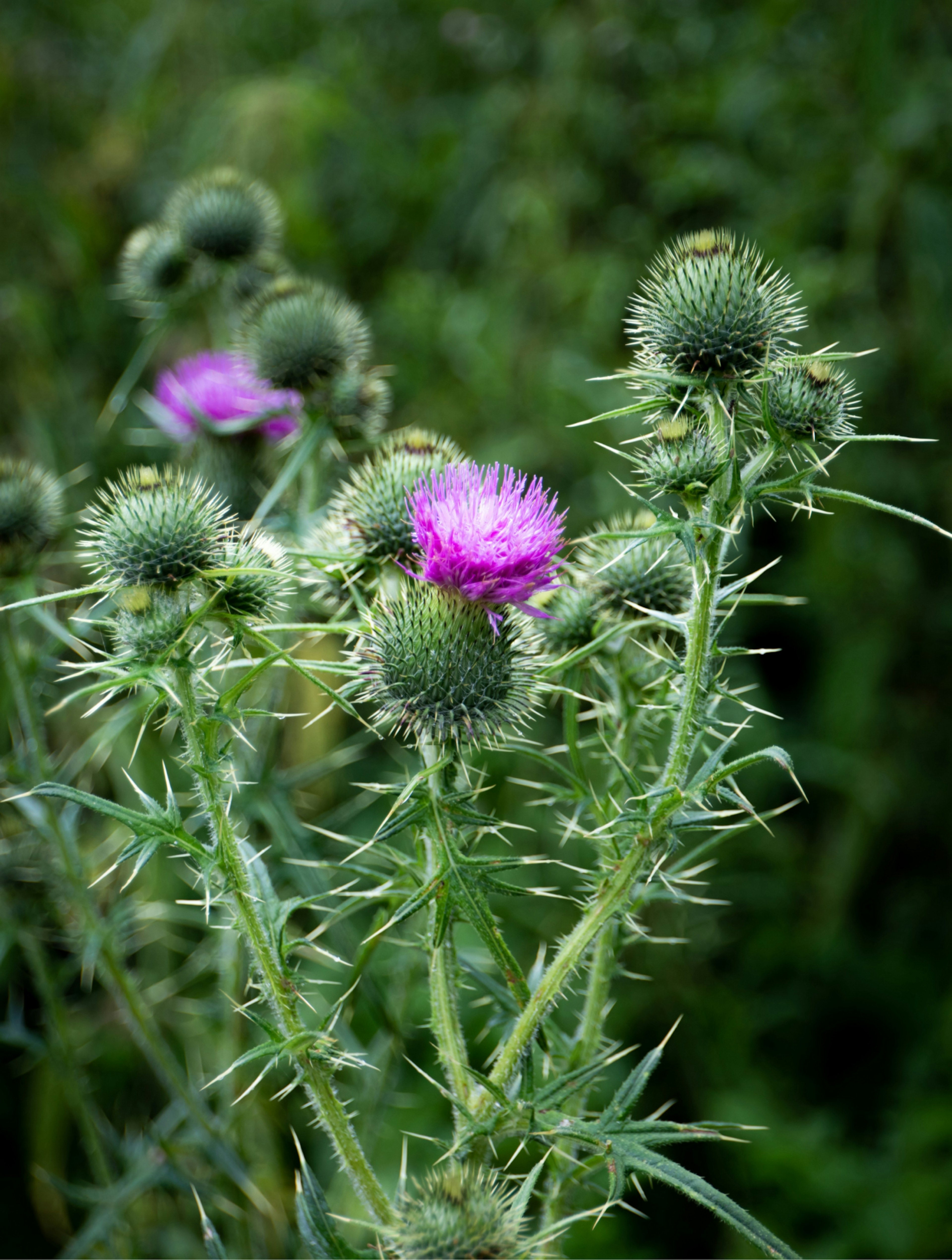 Thistles in field.