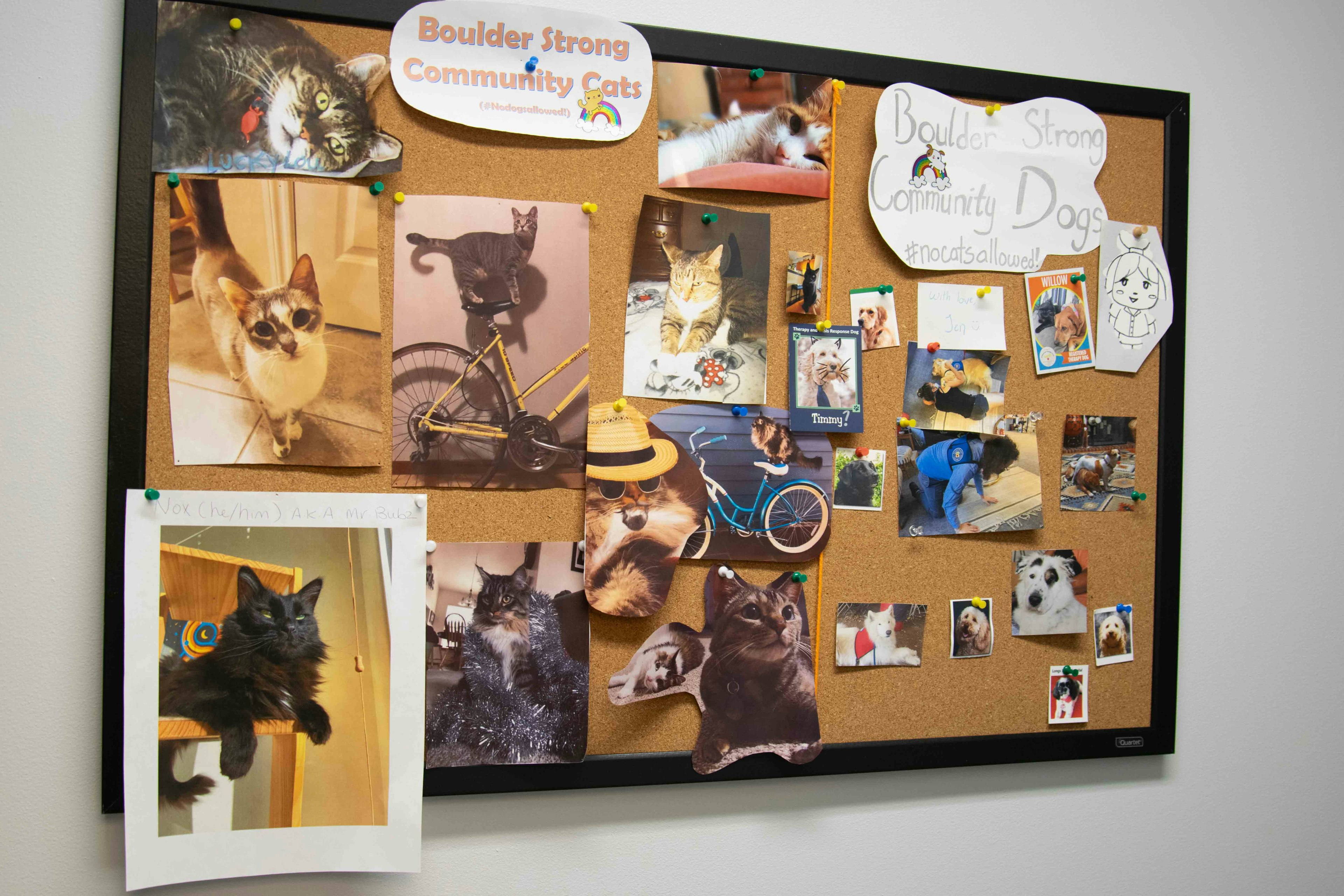 Bulletin board that features cats and dogs. Paper that reads: Boulder Strong Community Cats and Boulder Strong Community Dogs.